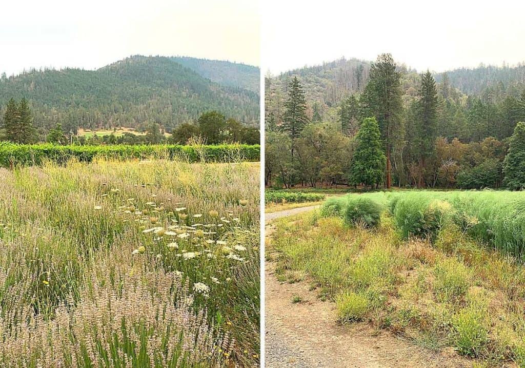 lavendar and asparagus fields and Cowhorn Winery