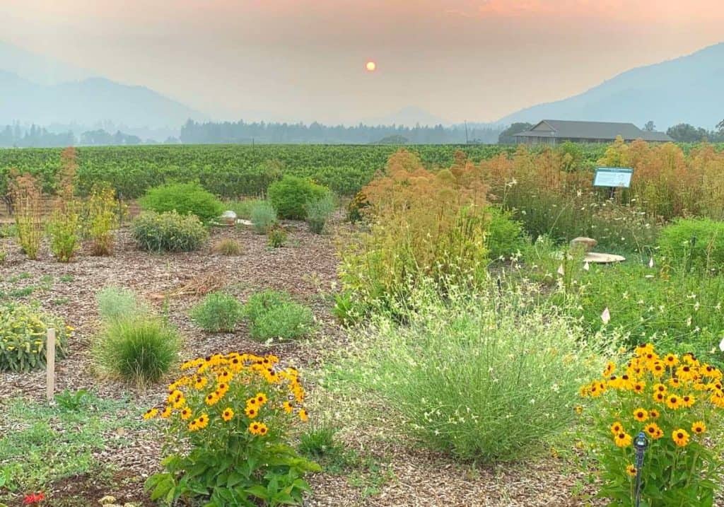 flowers and shrubs at Troon Vineyard