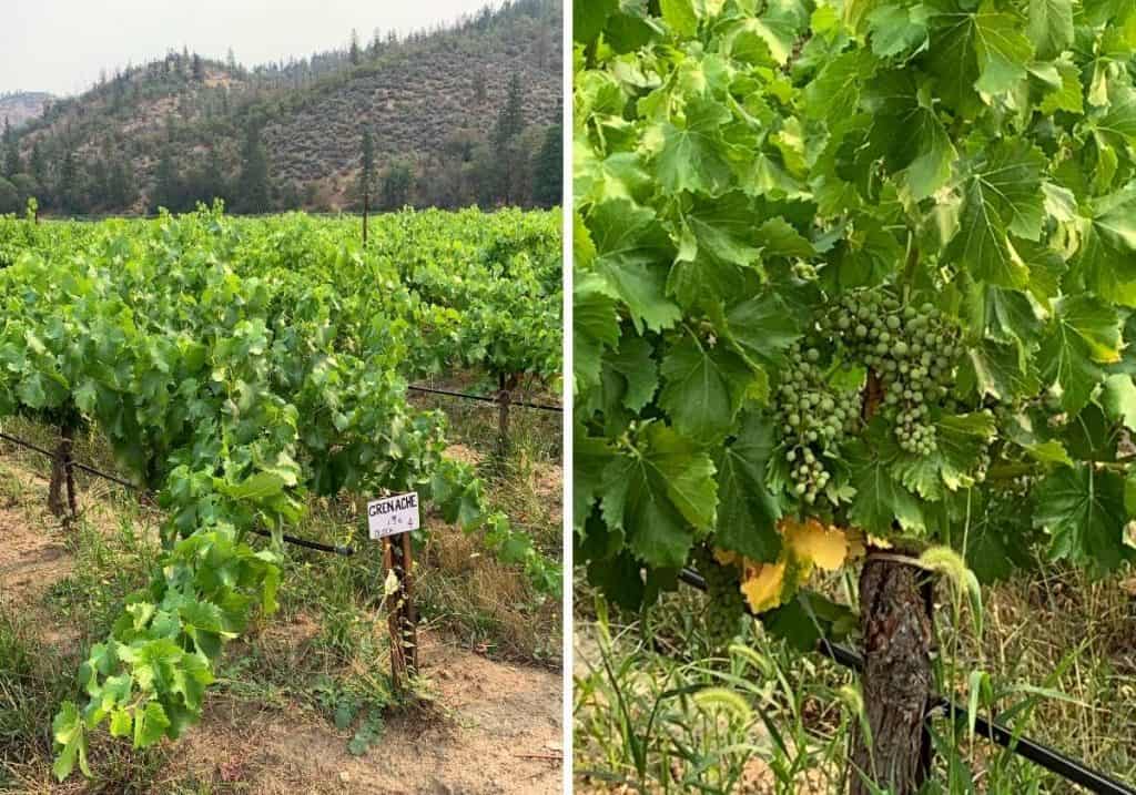 Grenache vines and grapes at Cowhorn Winery